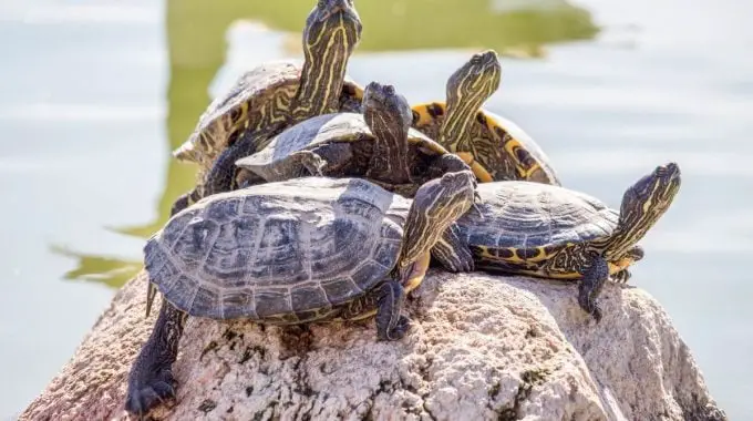 5 turtles on a rock