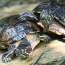 2 red-eared slider turtles on a rock