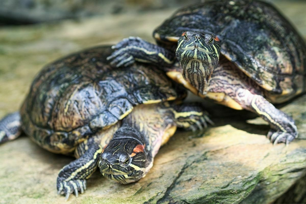 2 red-eared slider turtles on a rock