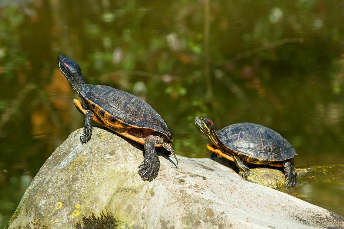2 red-eared slider turtles sitting on a rock