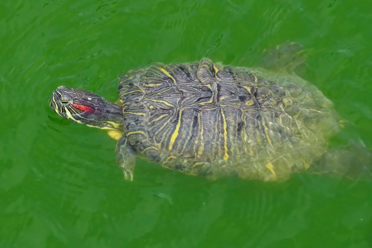 Red-eared slider turtle swimming
