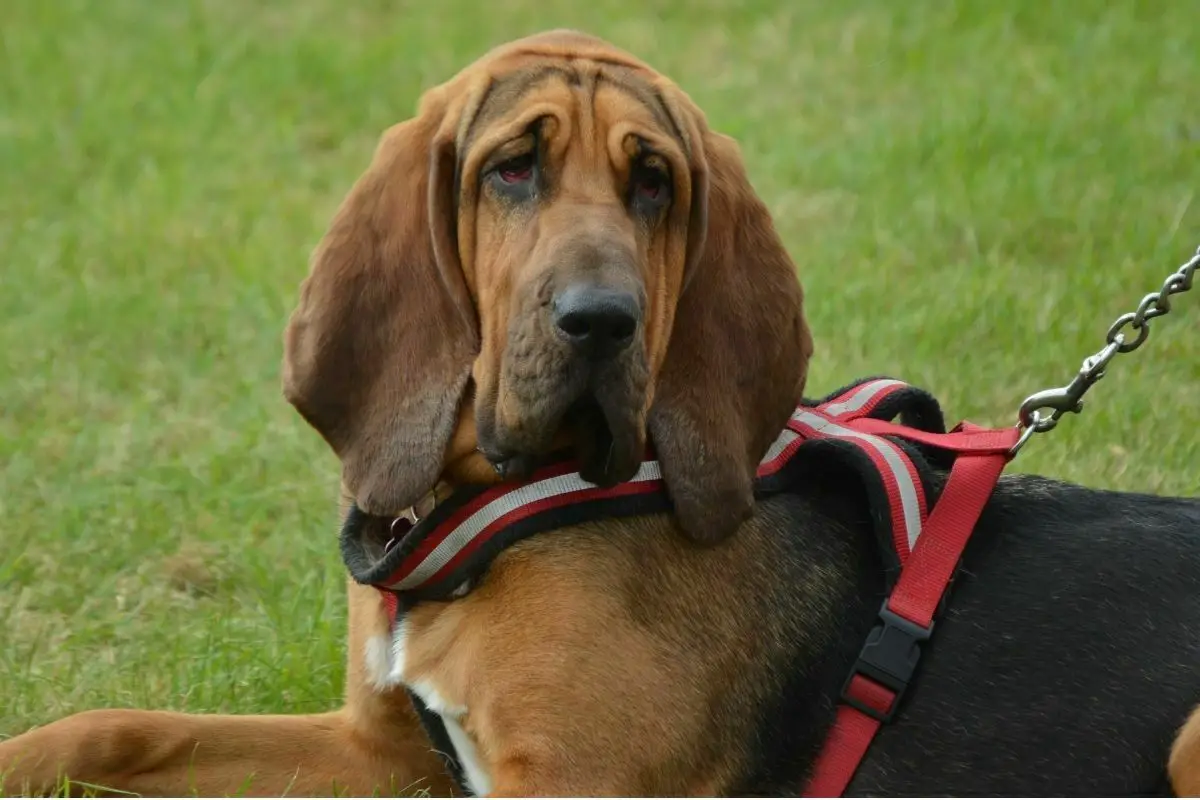 Bloodhound sitting in the park