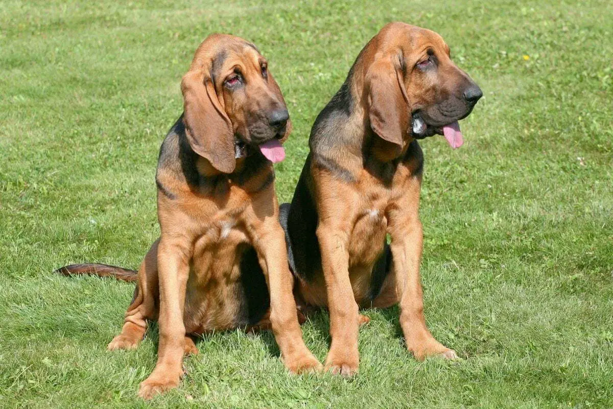 Two portrait of bloodhound dogs