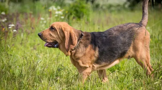 Bloodhound dog has fun outdoors at summerday