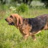 Bloodhound dog has fun outdoors at summerday