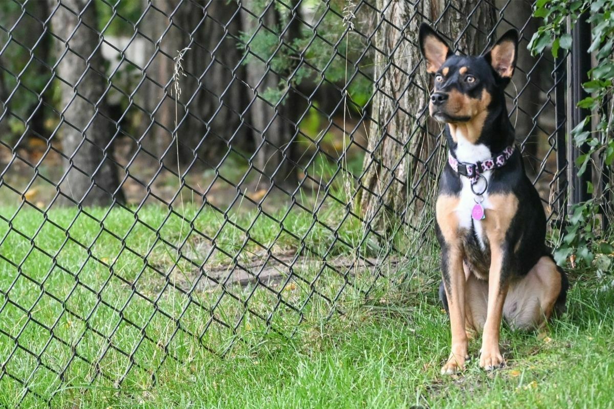 How Often Should You Bathe A Rat Terrier