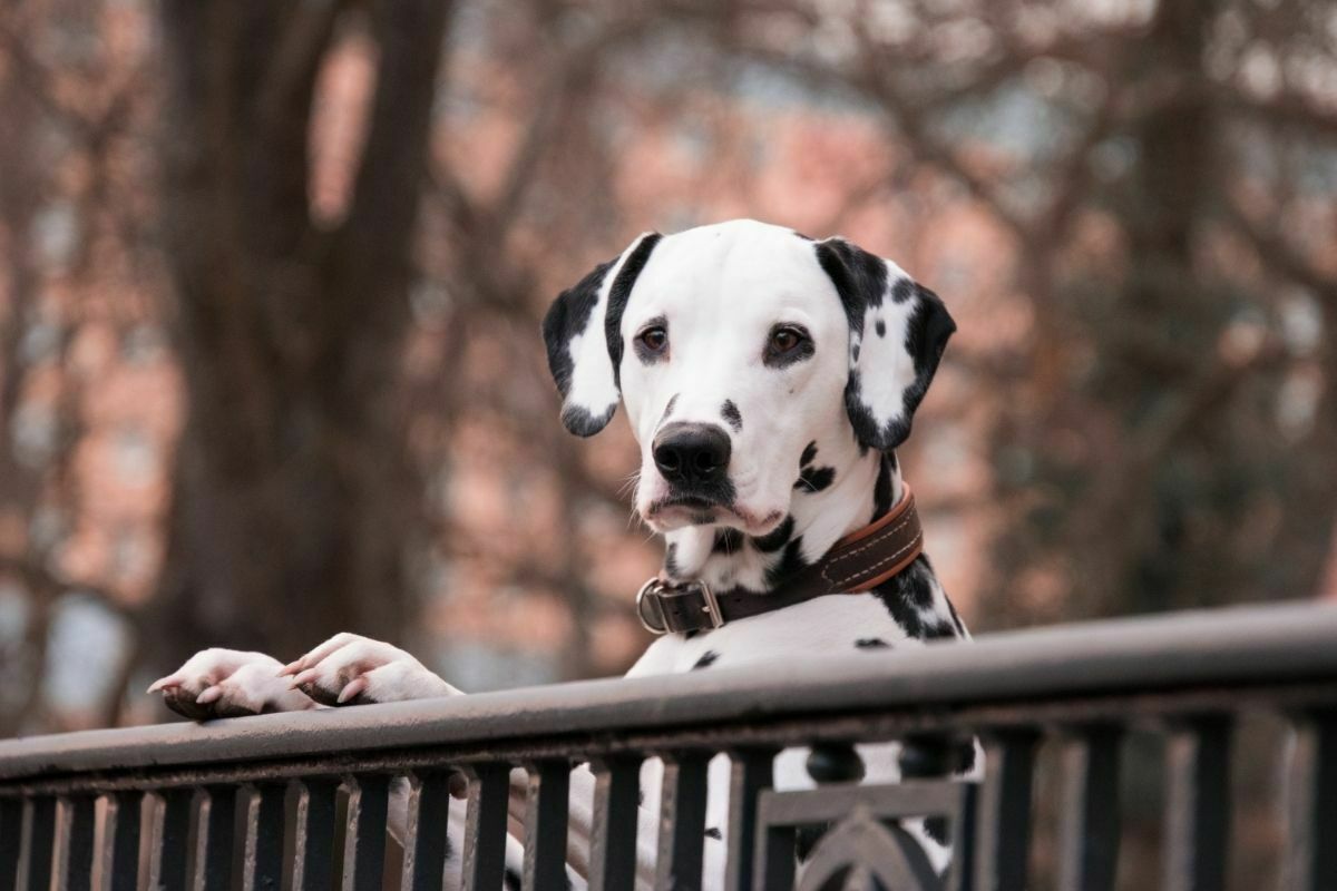 Dalmatian dog leaning on a railing