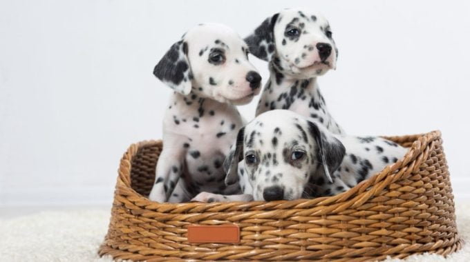 dalmatians in a basket