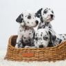 Dalmatians in a basket