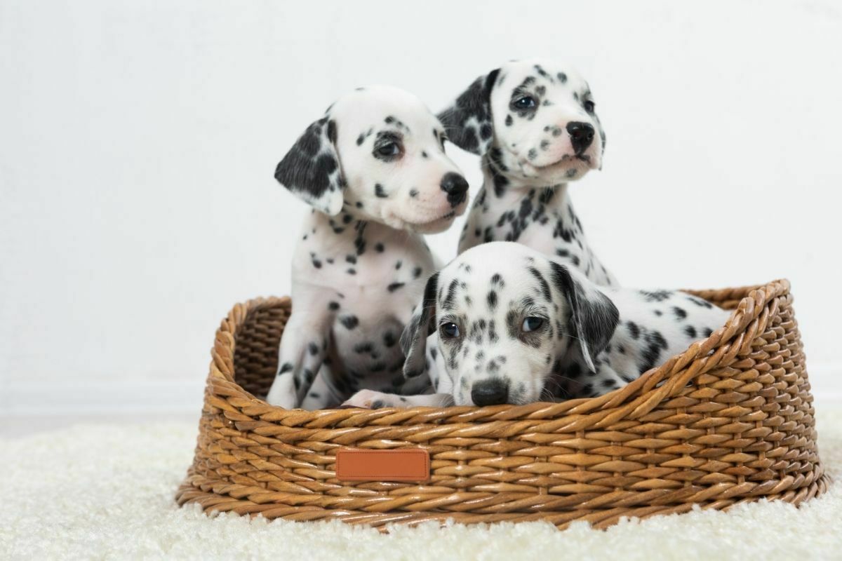 How Often Should I Bathe A Dalmatian?