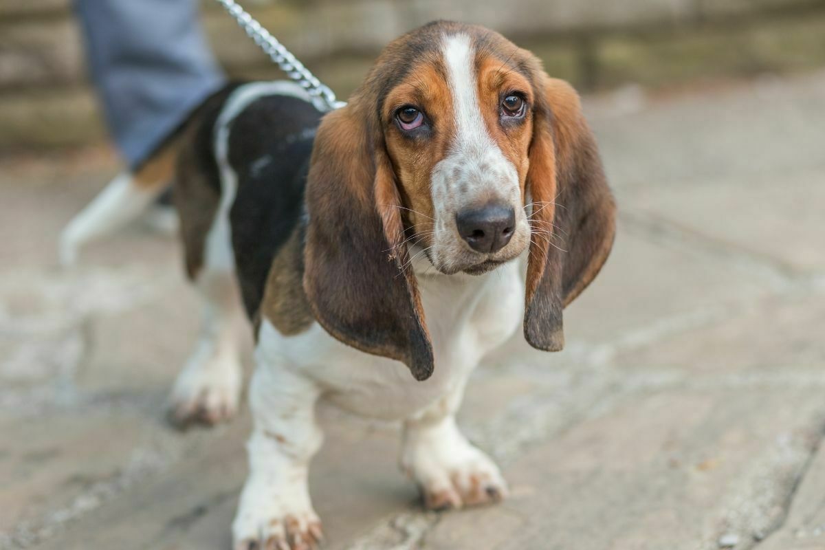 Purebred perfect dog basset hound walking in the park