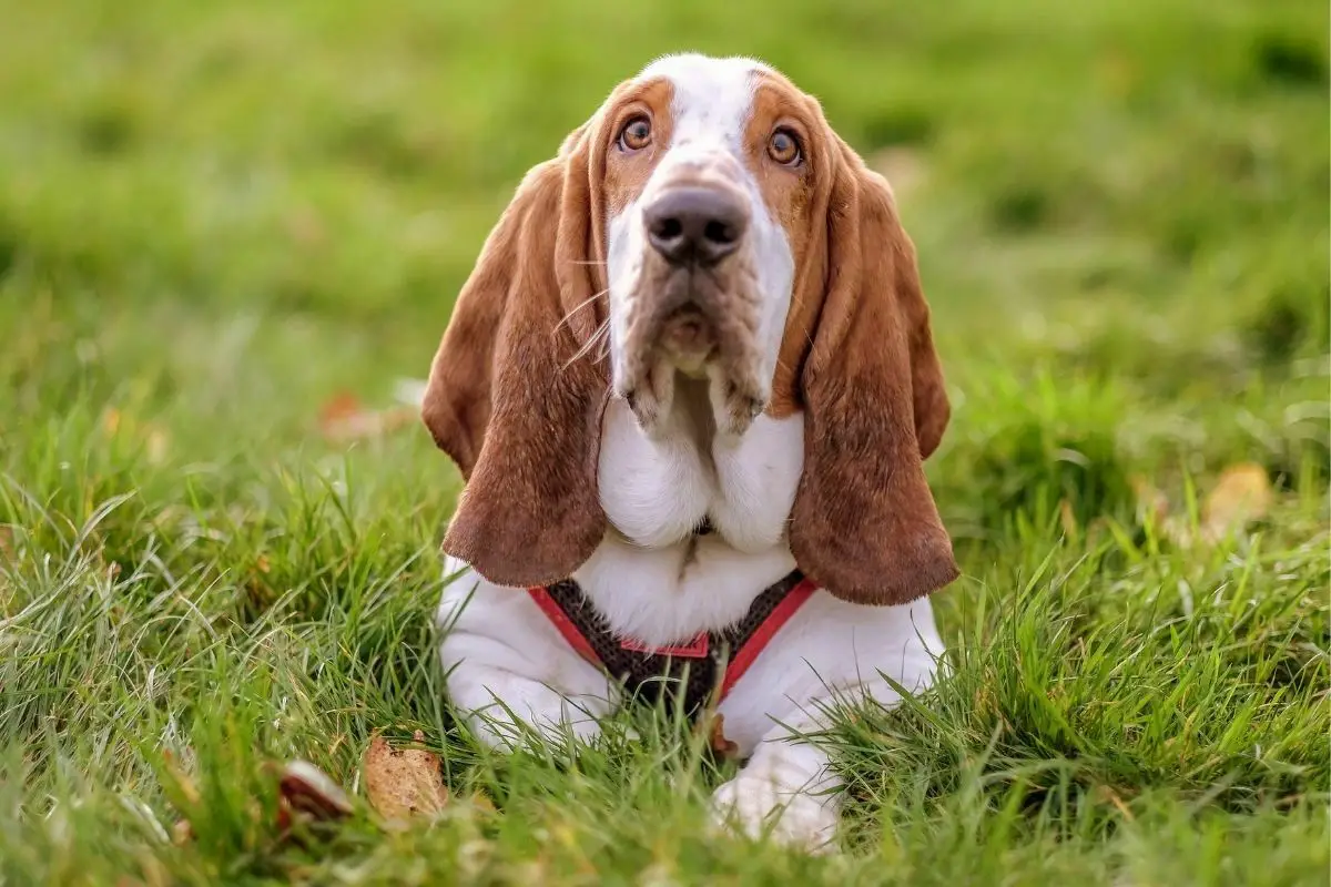 Basset hound in a green park