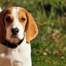 Beagle on a grass