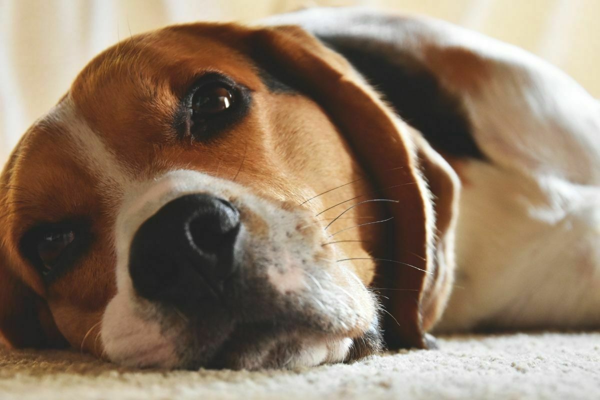 How often should you bathe a beagles