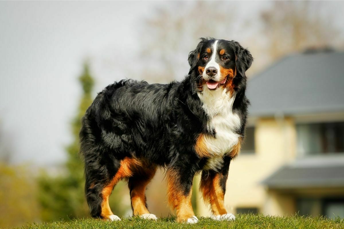 How often should you bathe a bernese mountain dog