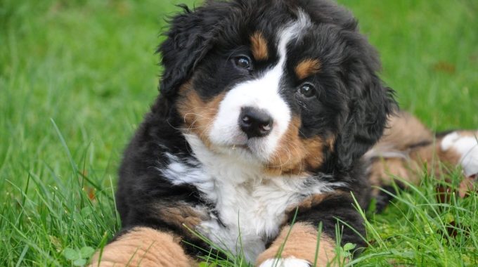 How often should you bathe a bernese mountain dogs