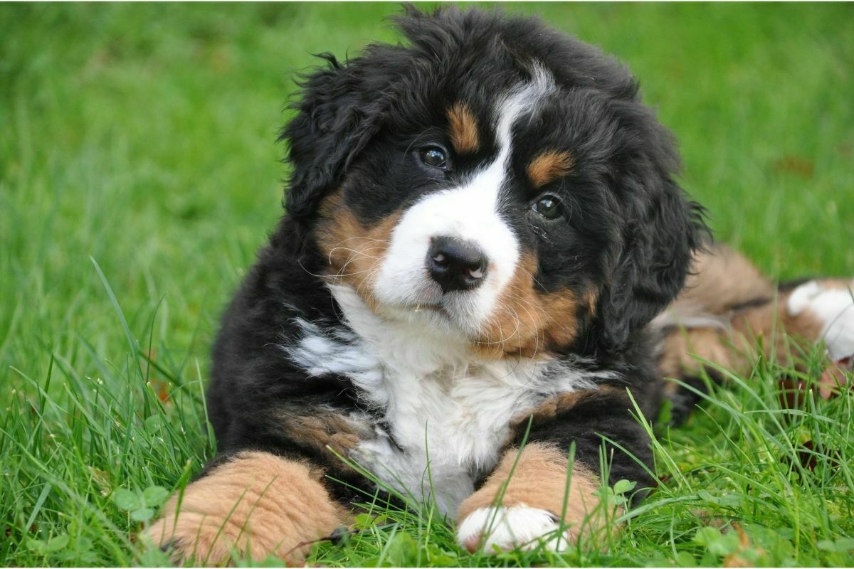 how often do you bathe bernese mountain dogs