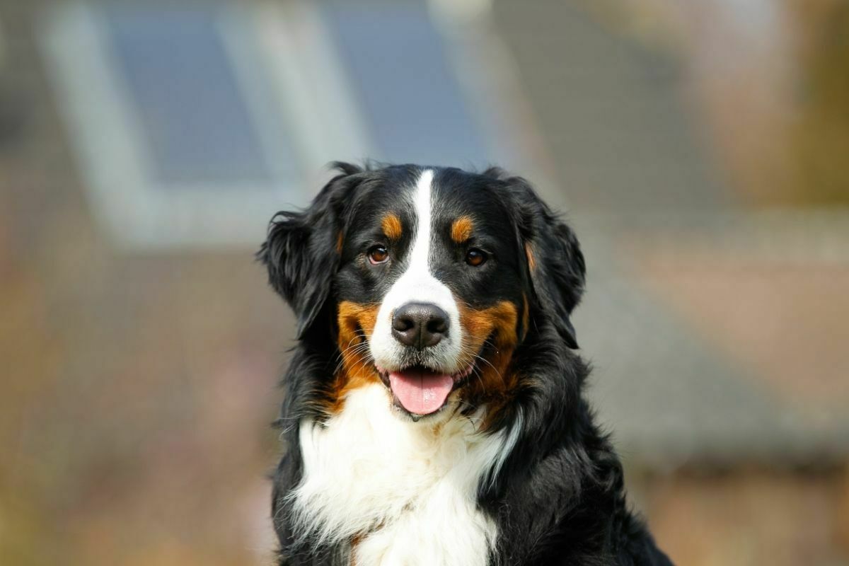 How often should you bathe a bernese mountain dogs1