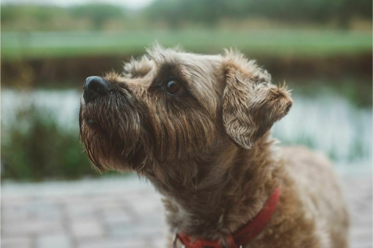 should i wash my border terrier