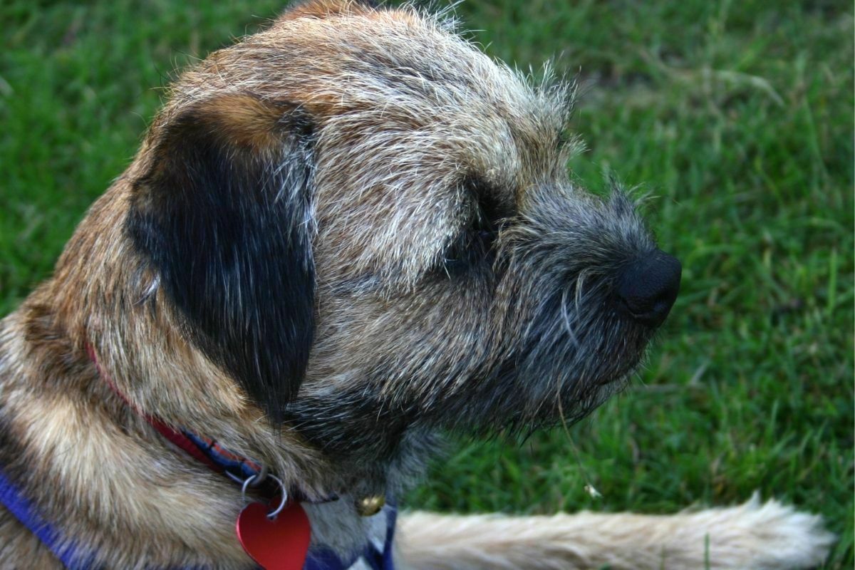 should i wash my border terrier