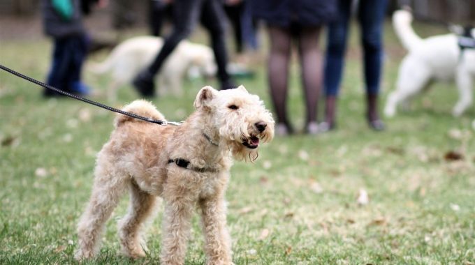 Boston Terrier on a leash