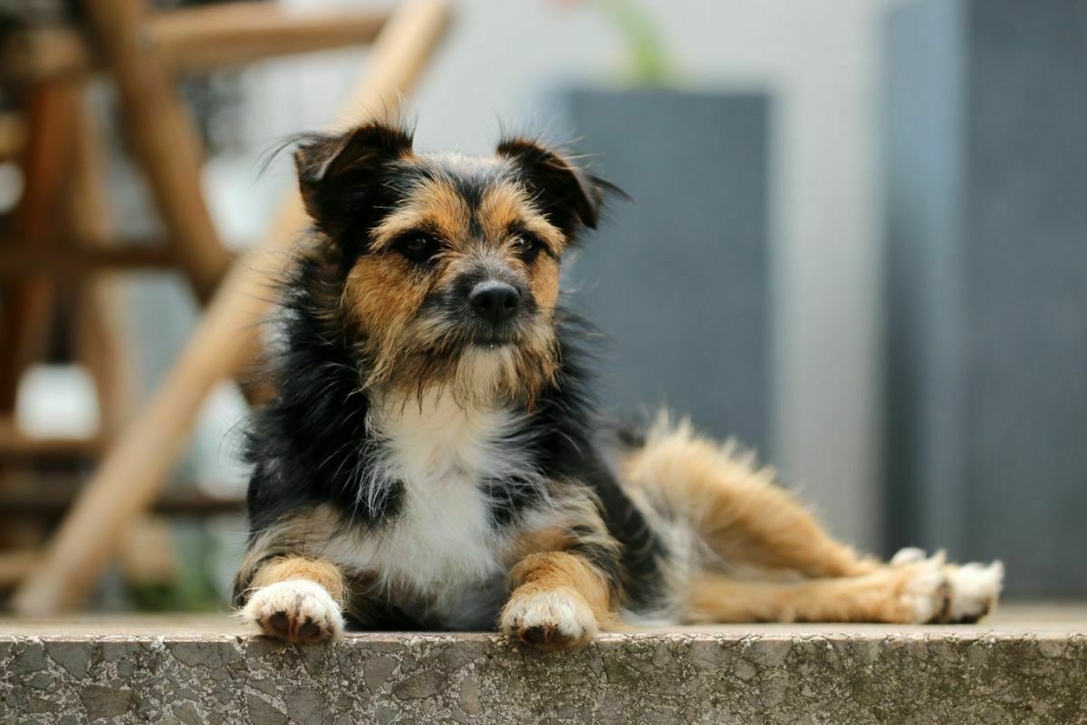 How Often Should You Bathe A Boston Terrier