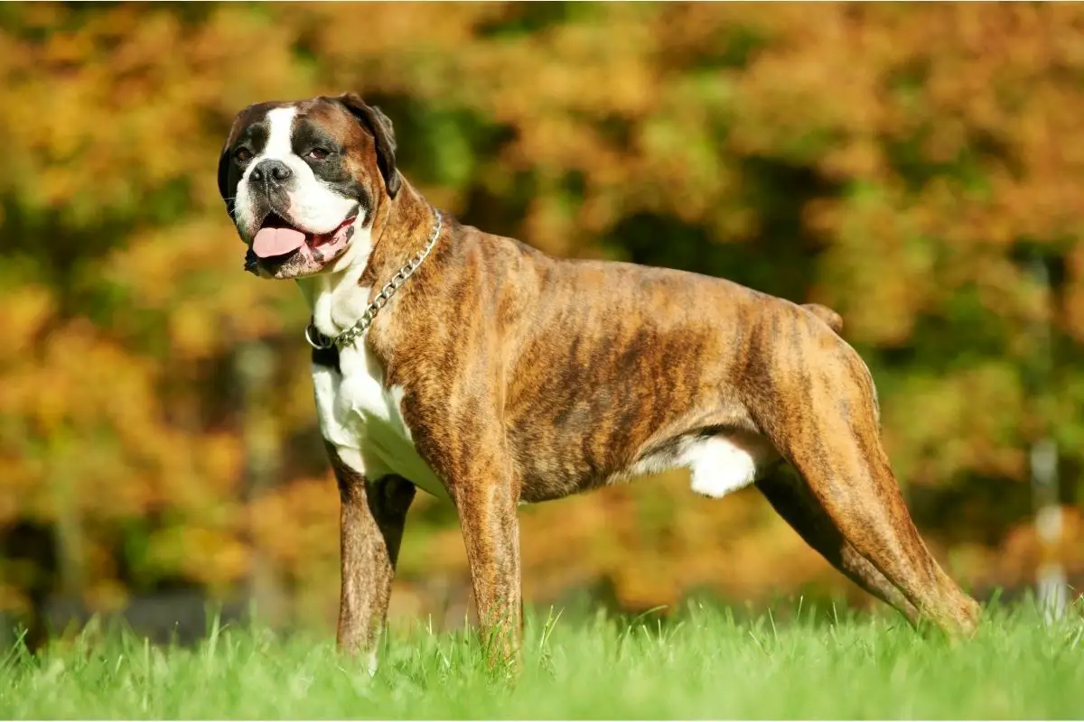 boxer on a grass area
