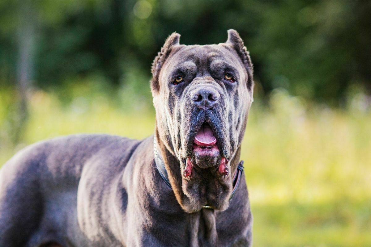 Cane corso