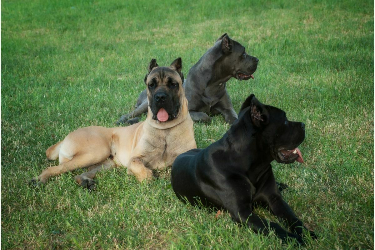 Three cane corso