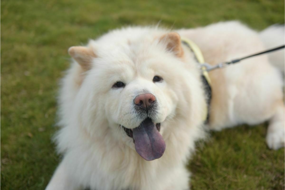 how-often-should-you-bathe-a-chow-chow