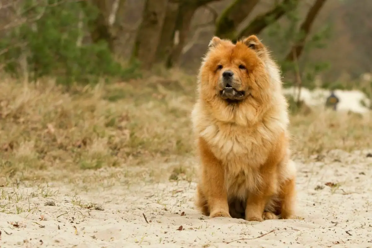 Brown chow chow