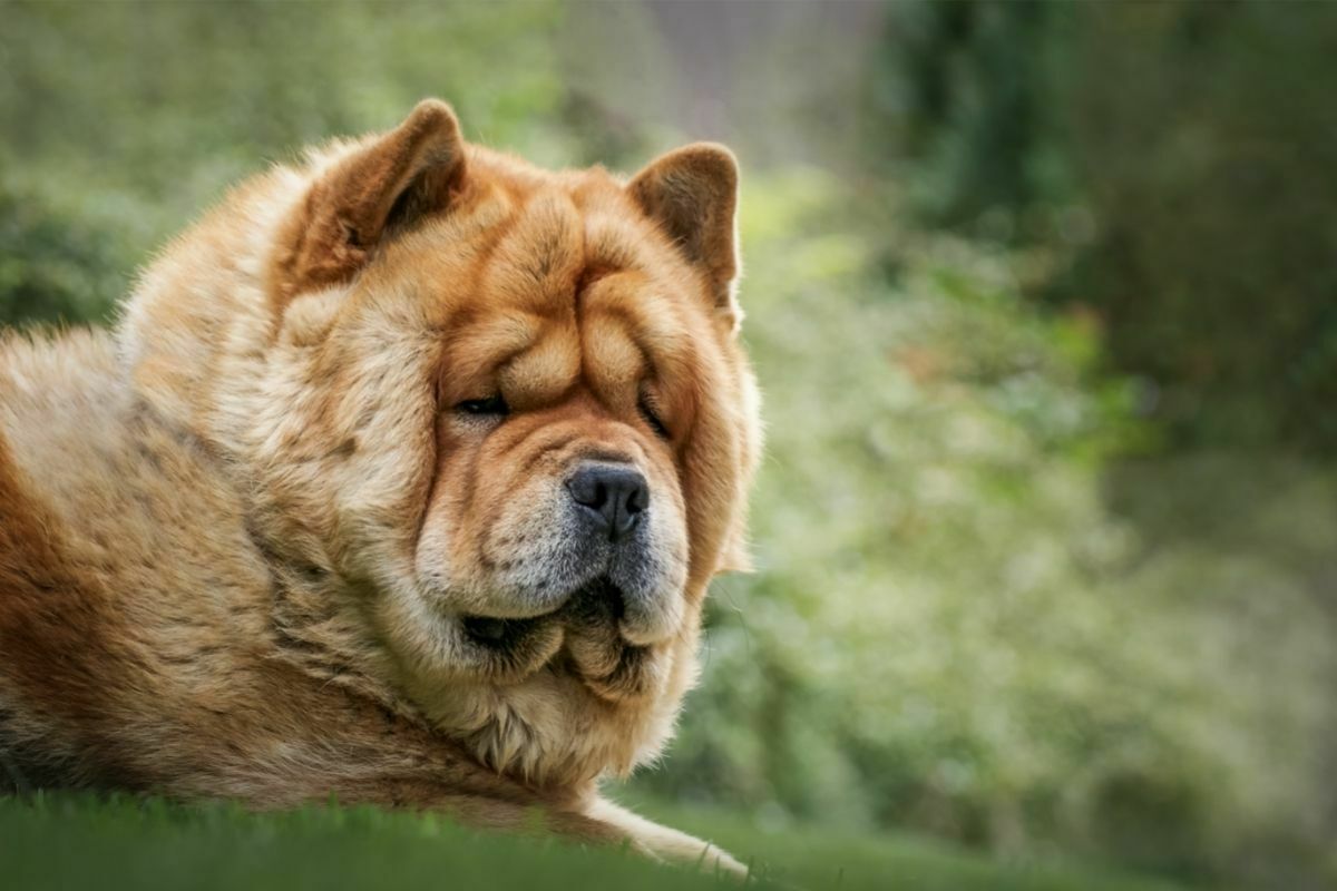 How Often Should You Bathe A Chow Chow?