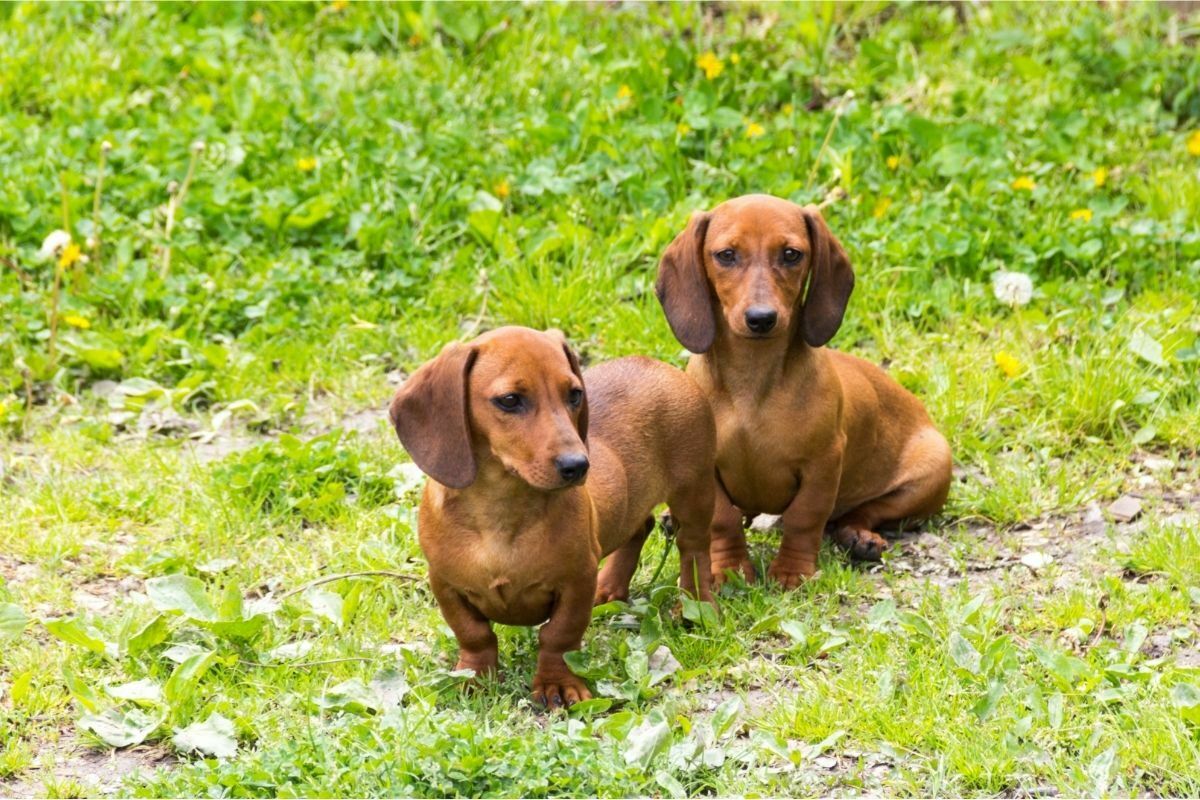 two dachshund 