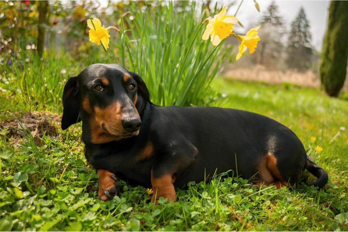 Black dachshund