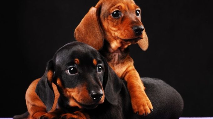 two dachshund puppy