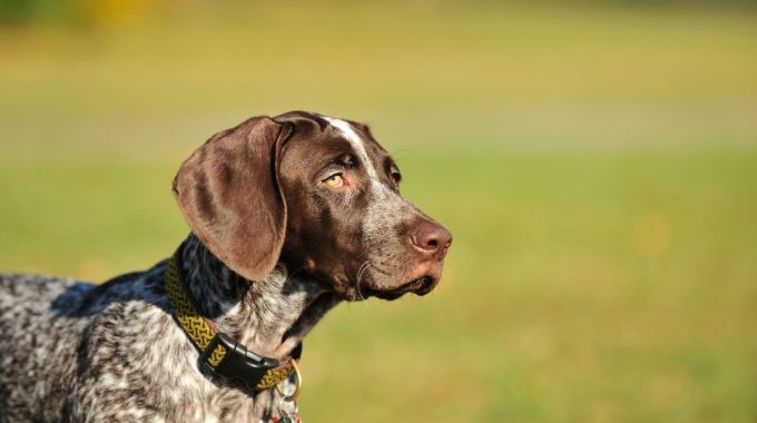 German shorthaired pointer on the grass