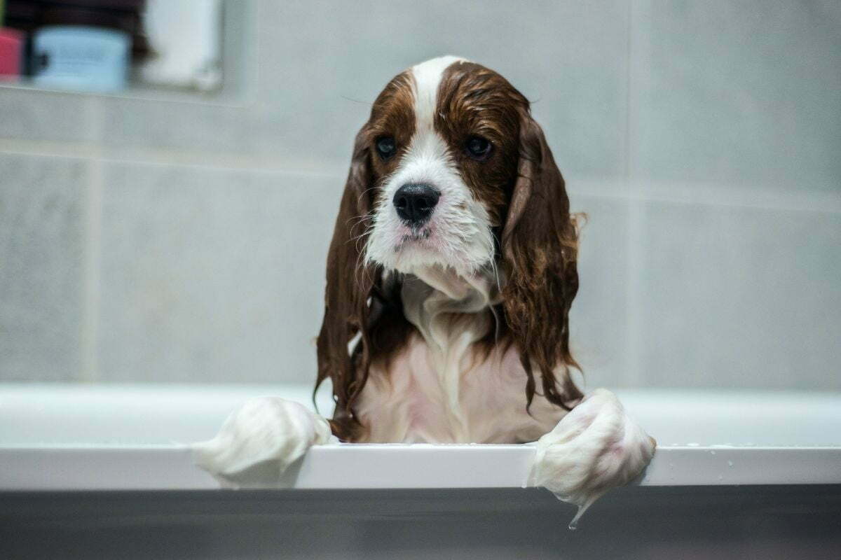 How Often Should You Bathe A King Charles Spaniel? PetDT