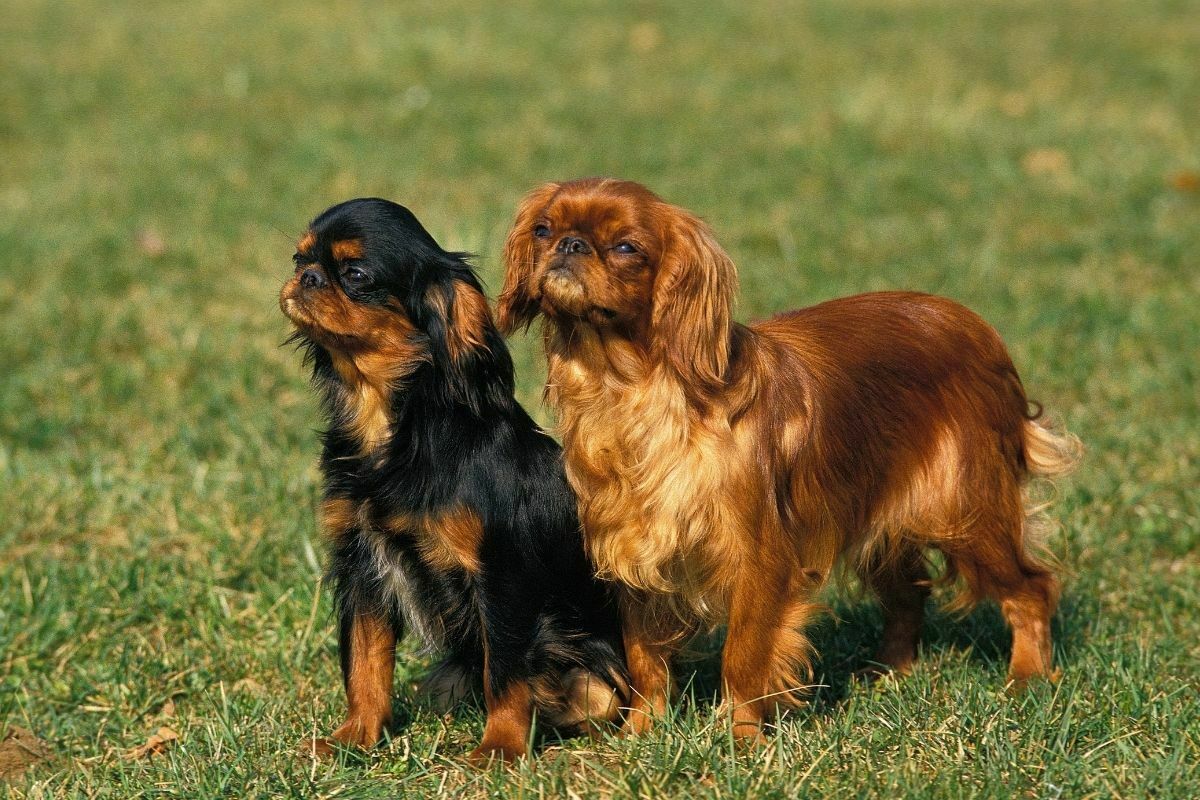 how often should you bathe a cavalier king charles spaniel