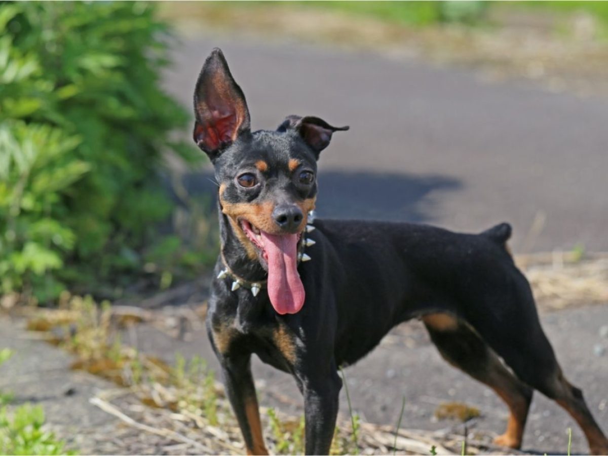 How Often Should You Bathe A Doberman