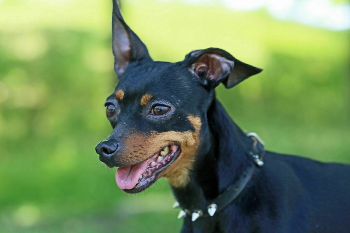 Miniature pinscher on the grass