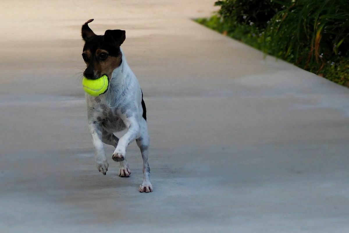 Rat terrier playing with a ball