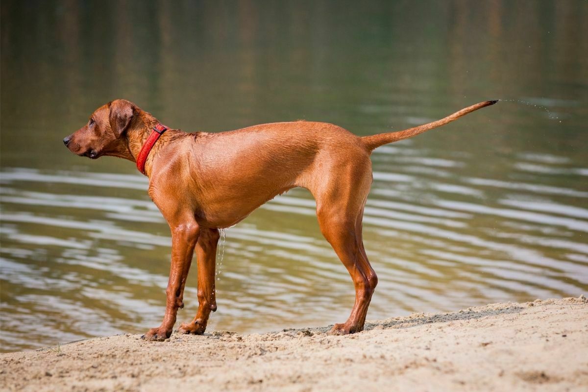 Rhodesian ridgebackin near the water