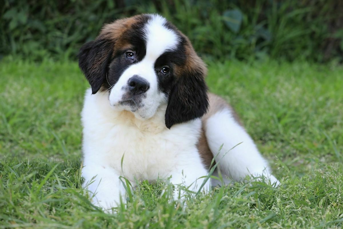 Saint bernard puppy