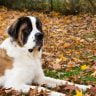 Saint bernard dog in autumn
