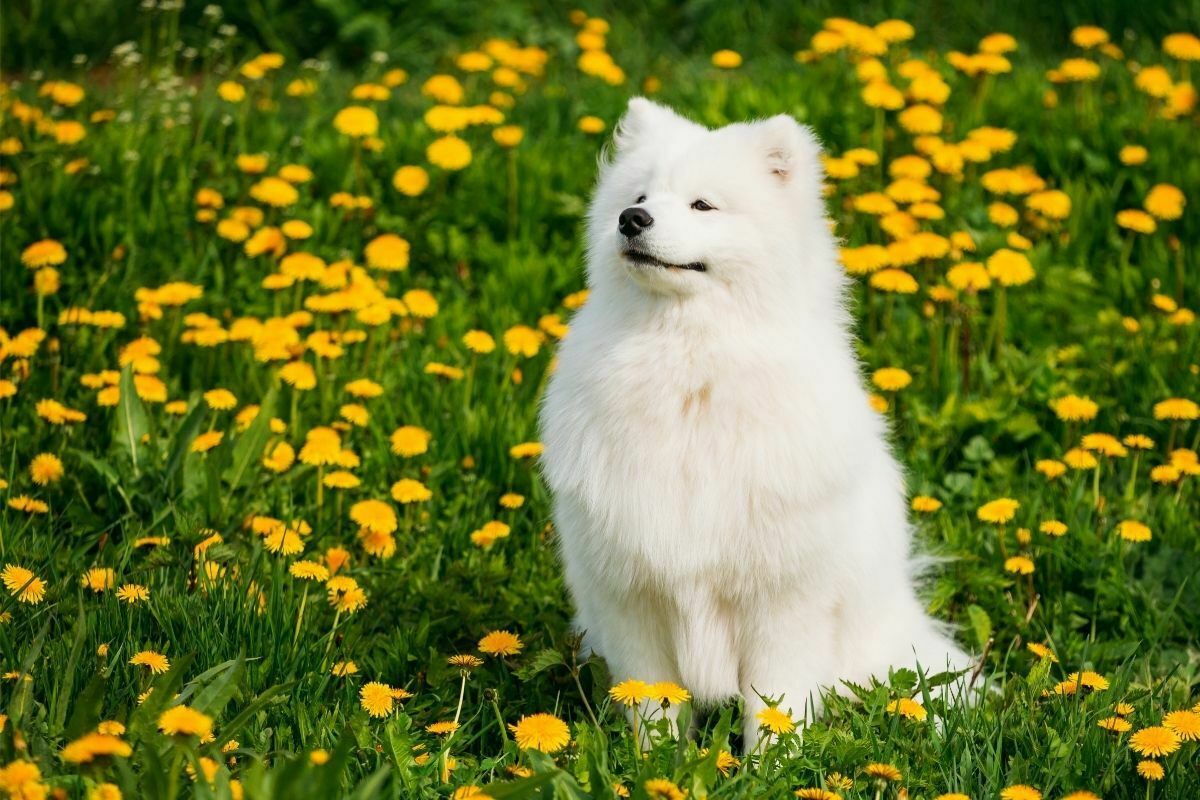 Samoyed sitting