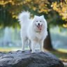 Samoyed dog standing on rock in autumn park