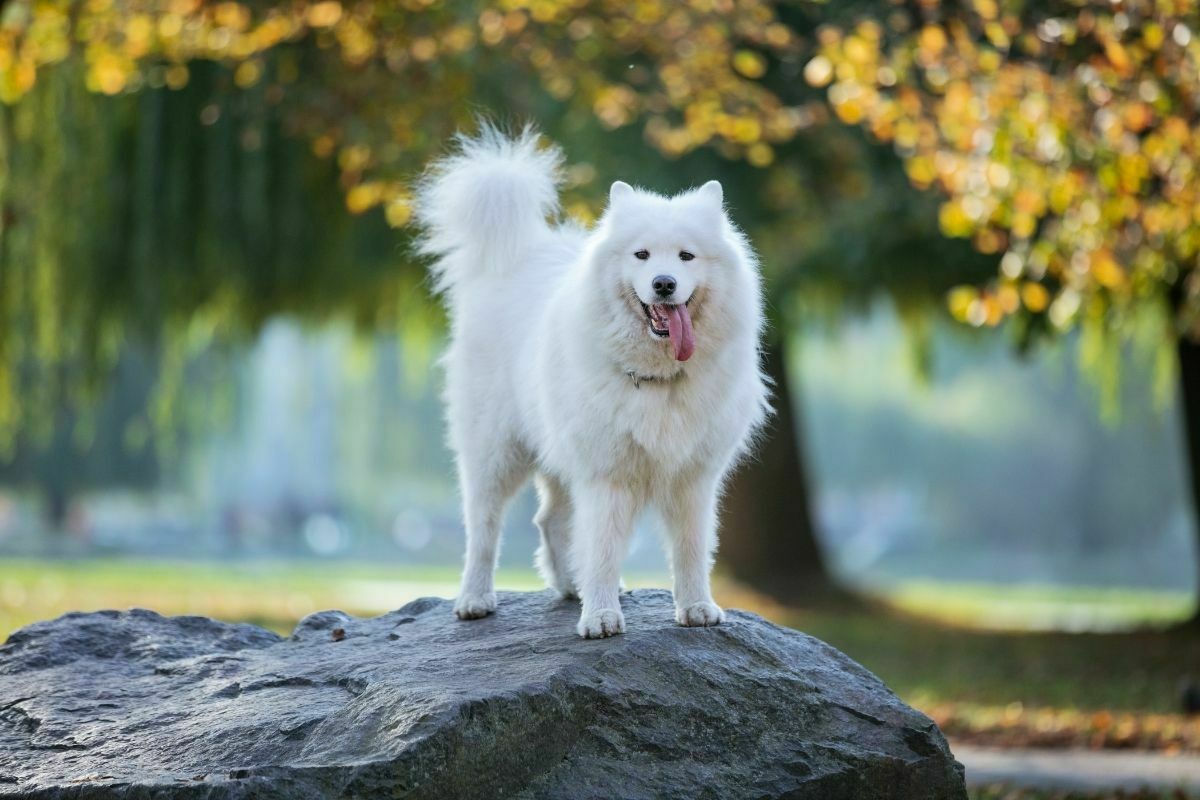 How Often Should You Bathe A Samoyed 
