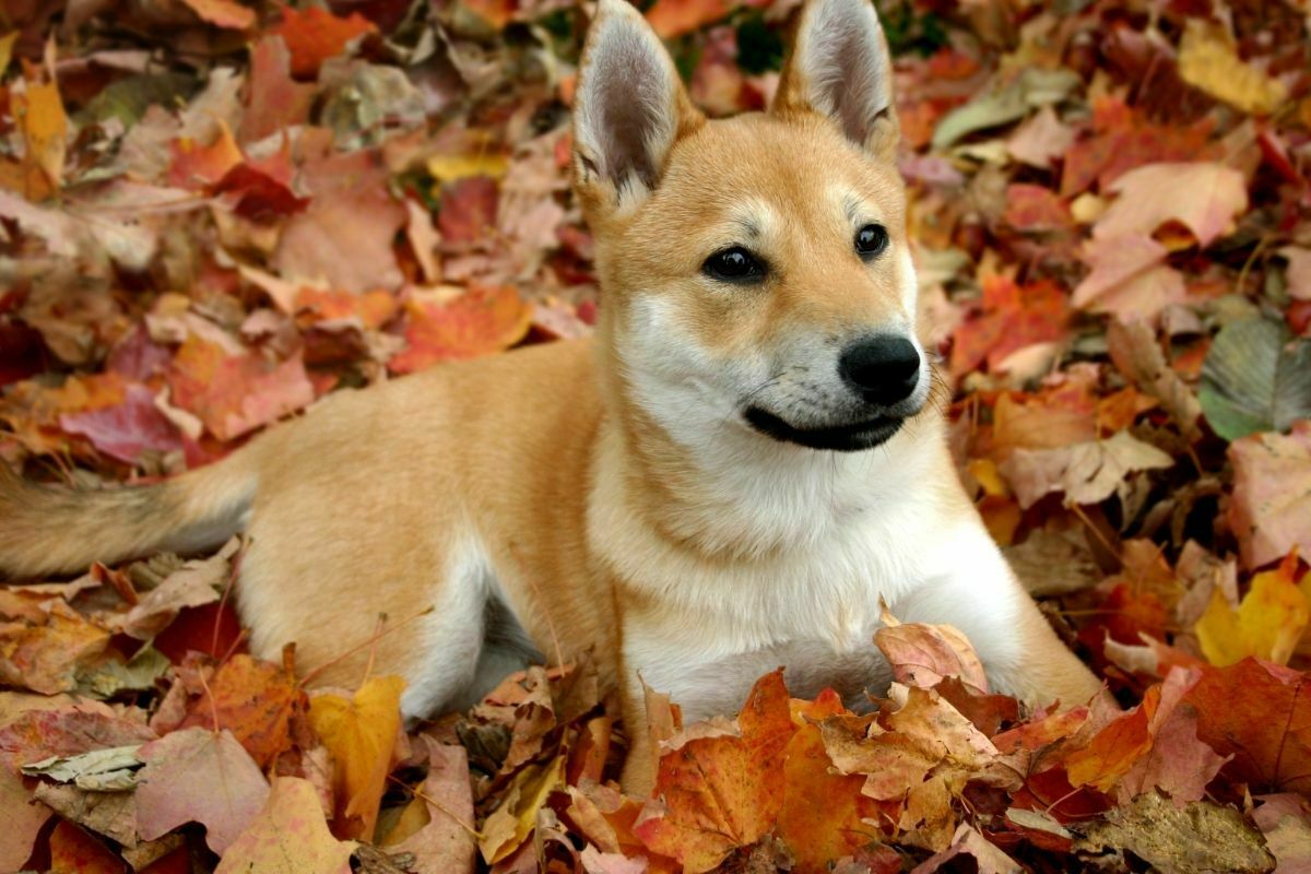 Shiba inu on leaf