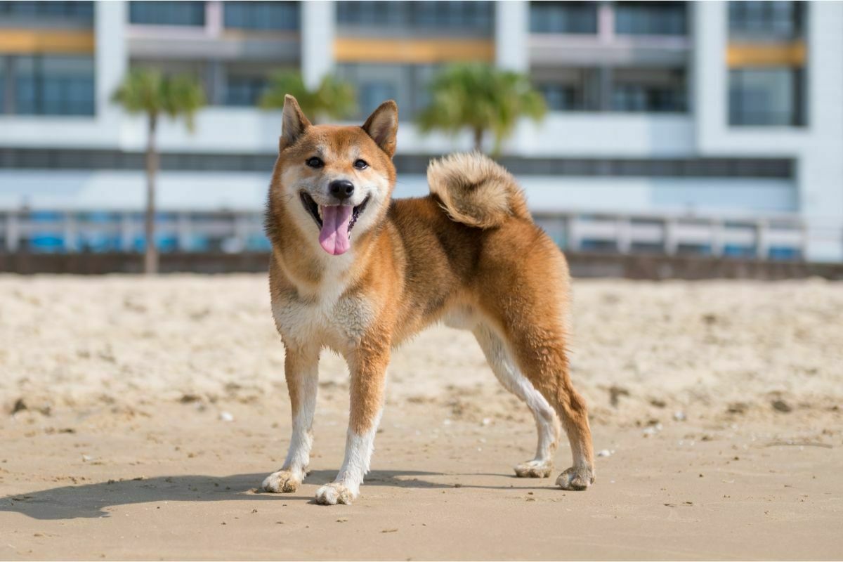 how often should you bathe shiba inu