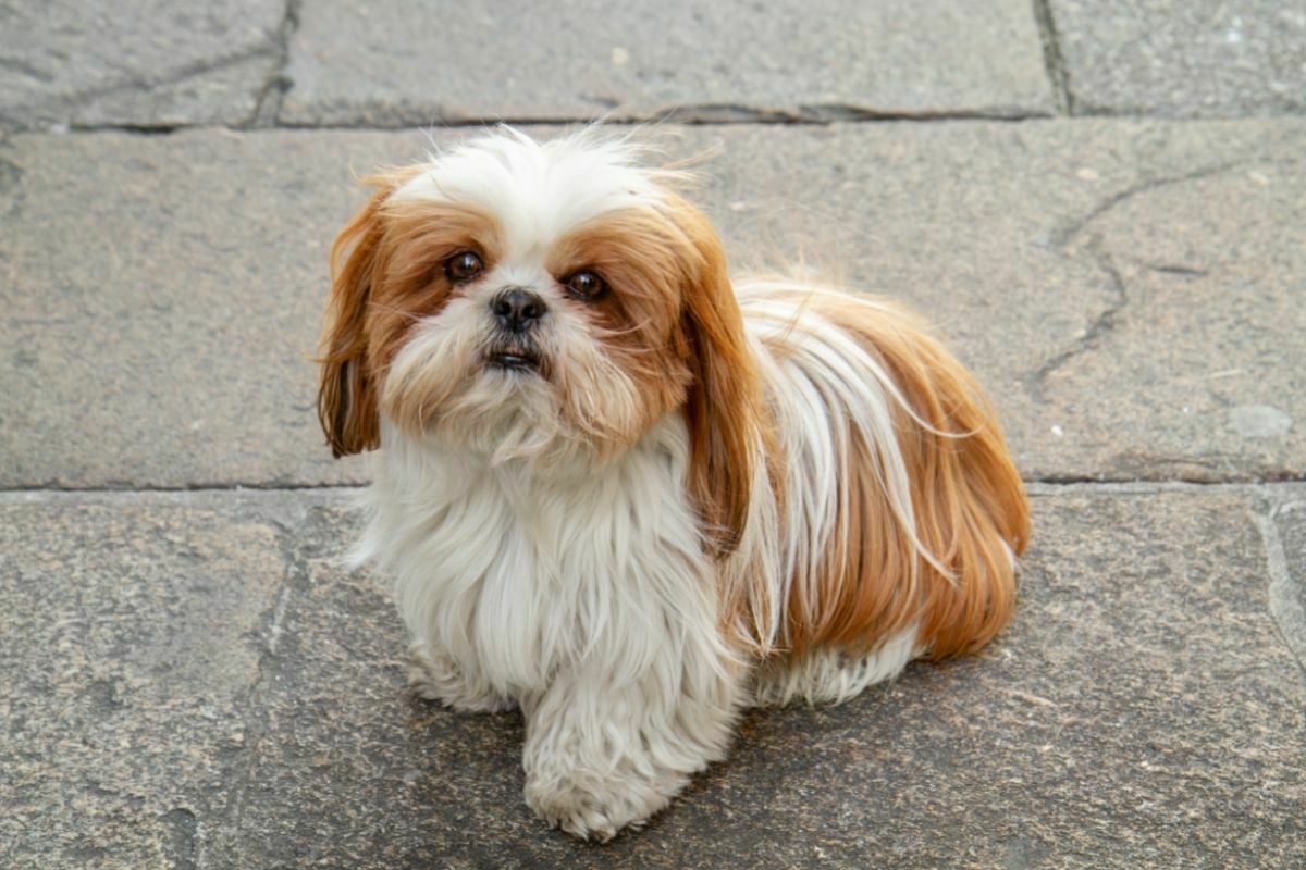 How Often Should You Bathe A Shih Tzu Answered PetDT